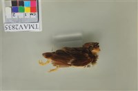 藏品(麻雀)的圖片